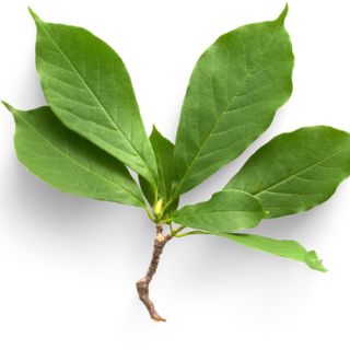 Extracto de Harpagofito